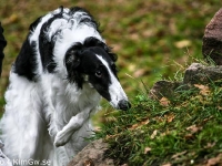 2014-10-18 Hel, Lajka