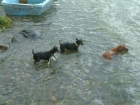 Tigge, Amie och Brizby