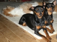 Briseis, Brizby och Doris njuter framför kaminen