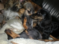 Brizby, Gina och Iza