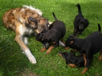 Gina, Amie, Iza, Brizby och Briseis