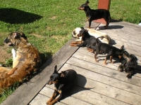 Hundarna solar Amie, Tosca, Brizby, Briseis, Iza, Atti och Gina