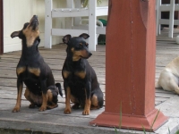 Iza, Atti, Brizby och Tosca