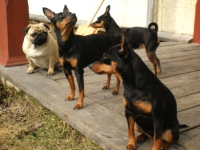 Tosca, Atti, Amie och Brizby
