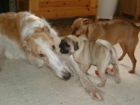 Doris, Tosca och Bella