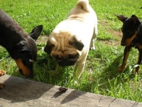 Amie, Tosca och Briseis