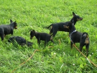 Vårt svarta lilla hundgäng