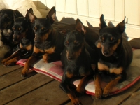 Iza, Brizby, Amie, Briseis, och Atti 