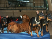 Brizby, Tigge, Malin, Amie och Atti