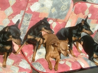 Brizby, Atti, Bella, Athena och Amie myser och solar i soffan