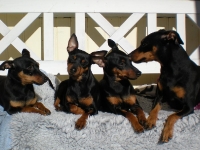 Atti, Brizby, Amie och Bosse solar