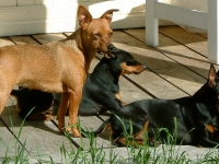 Bella, Atti och Brizby