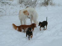 Doris, Tigge, Brizby och Bosse