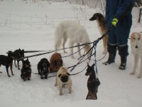 Våra hundar på promenad