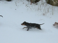 Amie, Brizby och Bella