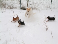 Bella, Amie, Brizby och Doris i full fart