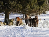 Deya, Doris och Gina med hästarna